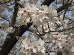 DSCF0511.JPG